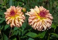 The dahlia name, Hapet Poesie- in the dahlia garden Baden Baden near the lichtentaler alley. Baden Baden, Baden WÃÂ¼rttemberg, Royalty Free Stock Photo