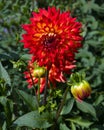 The dahlia name, Hapet Vulcano in the dahlia garden Baden Baden near the lichtentaler alley. Baden Baden, Baden WÃÂ¼rttemberg,