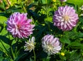 The dahlia name, Thomas A. Edison in the dahlia garden Baden Baden near the lichtentaler alley. Baden-Baden, Baden WÃÂ¼rttemberg