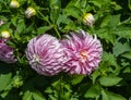 The dahlia (name, verona\'s df) in the dahlia garden Baden Baden near the lichtentaler alley.