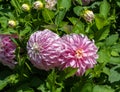 The dahlia (name, verona\'s df) in the dahlia garden Baden Baden near the lichtentaler alley.