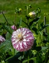 The dahlia (name, verona\'s df) in the dahlia garden Baden Baden near the lichtentaler alley.