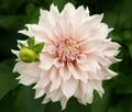 Dahlia named CafÃÂ© au Lait