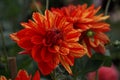 Dahlia Neo, striped flowers, red and orange blooms
