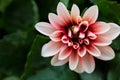 Dahlia neon bicolor Royalty Free Stock Photo