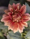 Dahlia orange color flower closeup Royalty Free Stock Photo