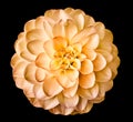 Dahlia  orange  flower  isolated on black  background. Closeup. Royalty Free Stock Photo