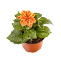 Dahlia orange flower in a pot Royalty Free Stock Photo