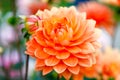 Dahlia orange flowers in Point Defiance park in Tacoma Royalty Free Stock Photo