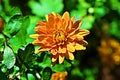 Dahlia `Orange Glory`,enormous, orange dinner plate flowers Royalty Free Stock Photo