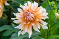 Dahlia orange & snow showy flower