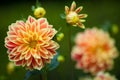 Dahlia orange and yellow flowers in garden full bloom closeup