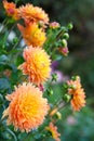 Dahlia orange and yellow flowers in garden full bloom closeup