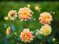 Dahlia orange and yellow flowers in garden full bloom closeup