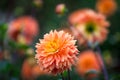 Dahlia orange and yellow flowers in garden full bloom closeup