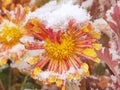 Dahlia peach yellow rose colored overblown snow-covered in late november in detailed view Royalty Free Stock Photo