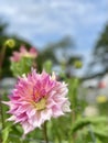 Dahlia penhill watermelon flower