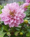 Dahlia