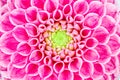 Dahlia, pink colored flower. Macro, background