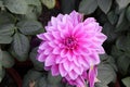 Dahlia Pink