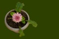 DAHLIA PINK COLOUR FLOWER ON GREEN BACKGROUND Royalty Free Stock Photo