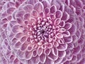 Dahlia pink flower.  Macro. Motley big flower. Background from a flower. Royalty Free Stock Photo