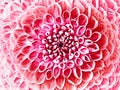 Dahlia  pink   flower.  Macro. Motley big flower. Background from a flower. Royalty Free Stock Photo