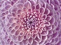 Dahlia pink flower. Macro. Motley big flower. Background from a flower. Royalty Free Stock Photo