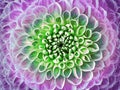 Dahlia pink-green flower.  Macro. Motley big flower. Background from a flower. Royalty Free Stock Photo