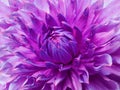 Dahlia pink-violet flower. Macro. Motley big flower. Background from a flower. Royalty Free Stock Photo