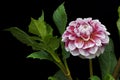 Dahlia pink and white colors; flowers on black background 01