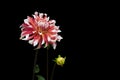 Dahlia pink and white colors; flowers on black background 02