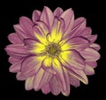 Dahlia pink-yellow flower on black isolated background with clipping path. For design. Closeup. Royalty Free Stock Photo