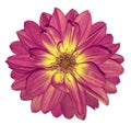 Dahlia pink-yellow flower on white isolated background with clipping path. For design. Closeup. Royalty Free Stock Photo