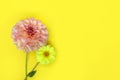 Dahlia pink and yellow flower on yellow paper background. Copyspace. Royalty Free Stock Photo