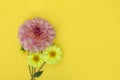 Dahlia pink and yellow flower on yellow paper background. Copyspace. Royalty Free Stock Photo