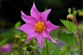 Dahlia pinnata Royalty Free Stock Photo