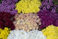 Dahlia pinnata flower in many colors in the same picture. They have different colors. Photo was taken in a flower market