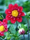 Dahlia pinnata with red flowers Royalty Free Stock Photo