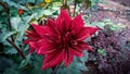 This is a dahlia flower.