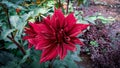 This is a dahlia flower.