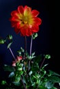 Dahlia plant on black background red tipped yellow petals with yellow eye Royalty Free Stock Photo