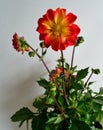 Dahlia plant on white background red tipped yellow petals with yellow eye Royalty Free Stock Photo