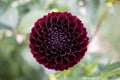 Dahlia Pompon Dark red radjah