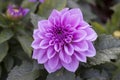 Dahlia, Pompon in purple colour with purple pistil in full bloom Royalty Free Stock Photo