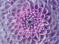 Dahlia purple flower. Macro. Motley big flower. Background from a flower. Royalty Free Stock Photo