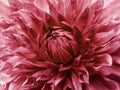 Dahlia red flower.  Macro. Motley big flower. Background from a flower. Royalty Free Stock Photo