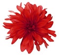 Dahlia red flower white background isolated with clipping path. Closeup. with no shadows. Royalty Free Stock Photo