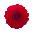 Dahlia Red isolated. Beautiful flower on white background Royalty Free Stock Photo