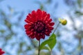 Dahlia red ornamental flowers in bloom, beautiful flowering plant in the garden Royalty Free Stock Photo